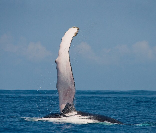 Ballena jorobada de aleta