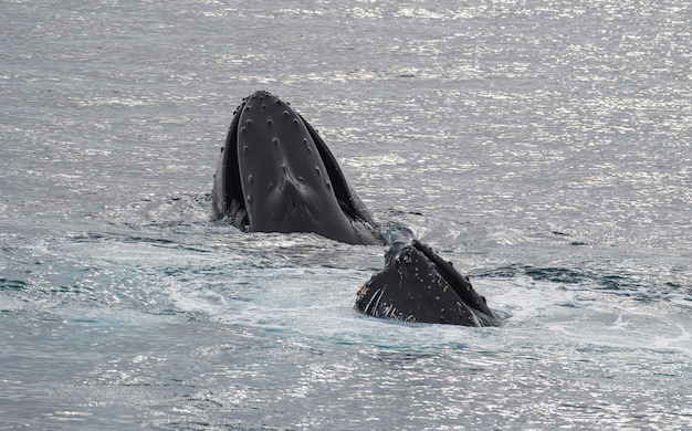 Ballena jorobada alimentando krill