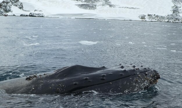 Foto la ballena jorobada en la antártida