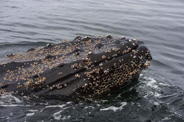 Ballena jorobada de cerca