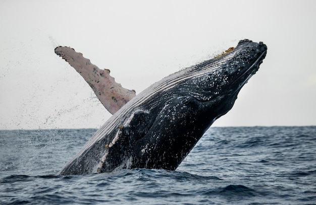 La ballena jorobada está saltando fuera del agua