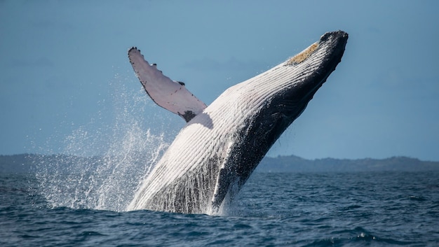 La ballena jorobada está saltando fuera del agua