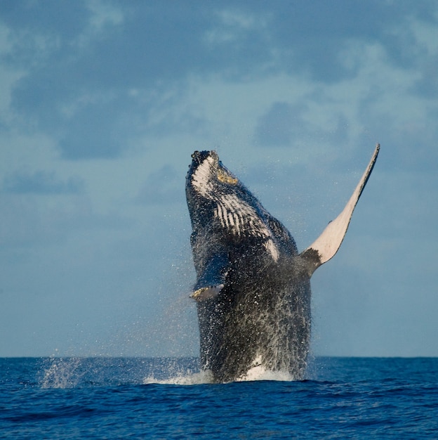 La ballena jorobada está saltando fuera del agua