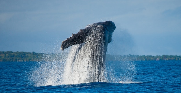 La ballena jorobada está saltando fuera del agua