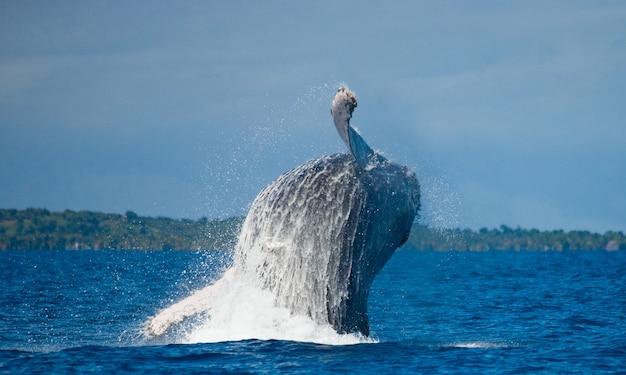 La ballena jorobada está saltando fuera del agua