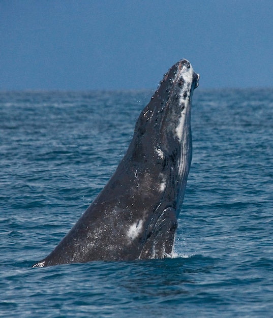 La ballena jorobada está saltando fuera del agua