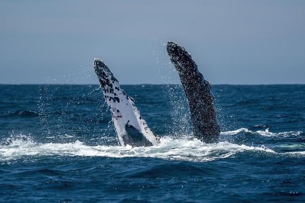 Ballena jorobada golpeando las aletas pectorales en todos santos cabo san lucas baja california sur mexico oceano pacifico