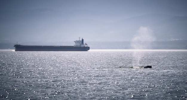Una ballena jorobada junto a un gran barco.