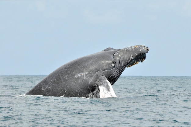 Ballena jorobada en el mar