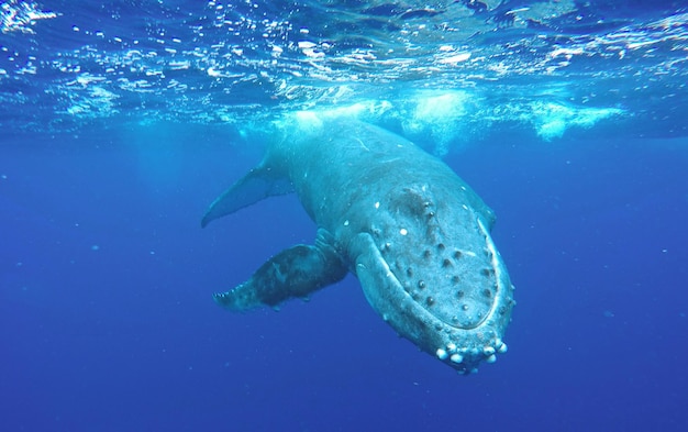 La ballena jorobada nadando bajo el mar