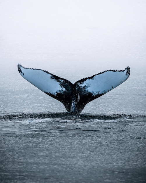 Foto la ballena jorobada nadando en el mar