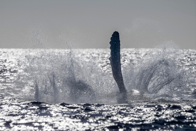 Una ballena jorobada rompiendo al atardecer en el fondo del océano pacífico en cabo san lucas méxico baja california sur