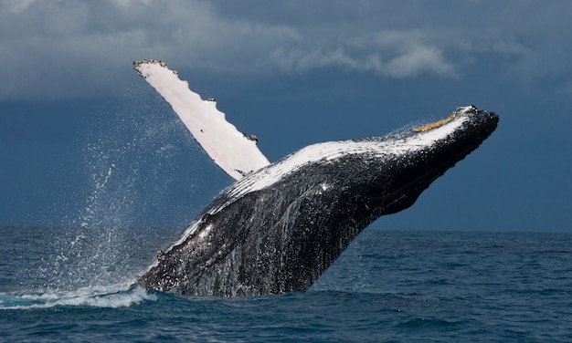 Ballena jorobada salta fuera del agua. Hermoso salto. . Madagascar. Isla de Santa María.