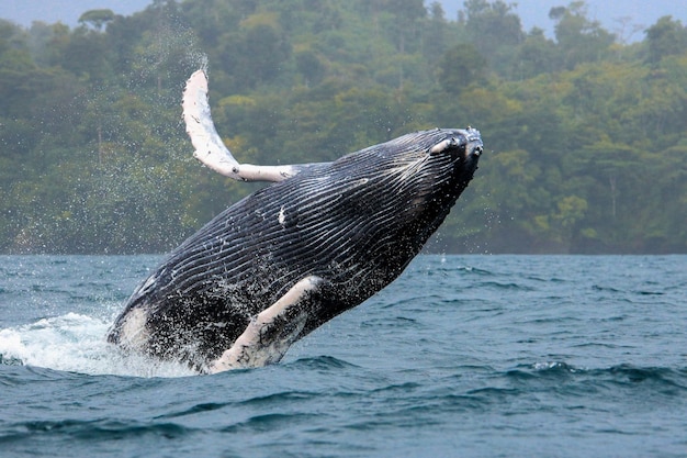 Foto ballena jorobada saltando sobre el mar