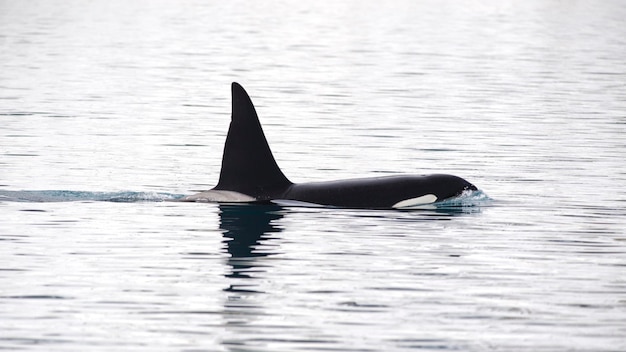 Foto ballena nadando en el mar en islandia