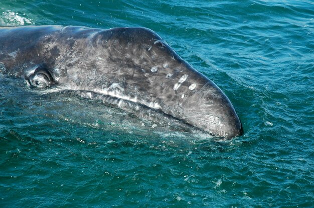 Foto una ballena nadando en el mar