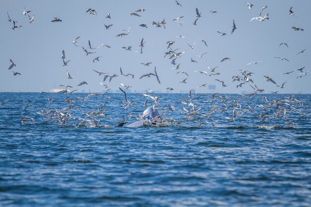 ballena