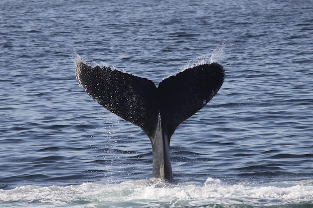Foto las ballenas bucean en el mar