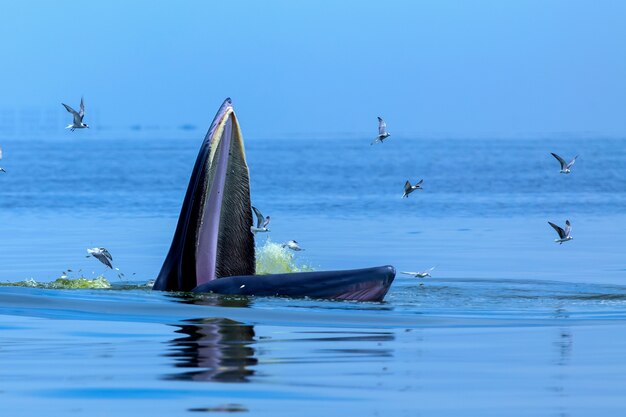 Ballenas engañosas nadando en el mar.