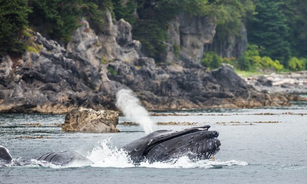 Foto las ballenas jorobadas están dejando escapar las fuentes. área del estrecho de chatham. alaska. ee.uu.