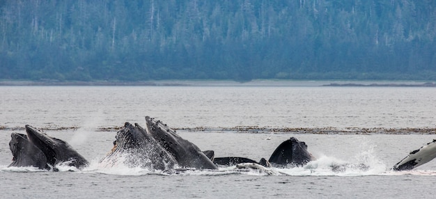 Las ballenas jorobadas están dejando escapar las fuentes. Área del estrecho de Chatham. Alaska. EE.UU.