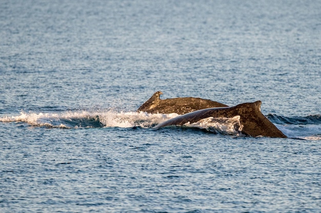 Ballenas jorobadas nadando en Australia