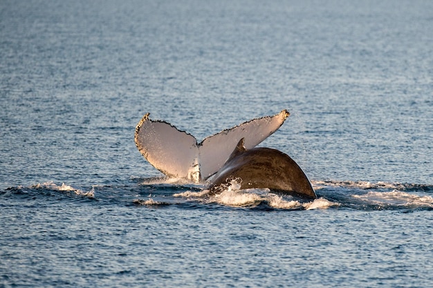 Ballenas jorobadas nadando en Australia