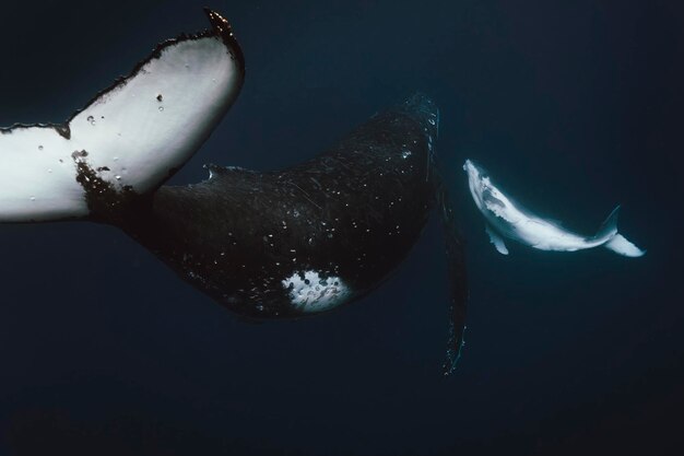 Foto las ballenas nadando en el mar