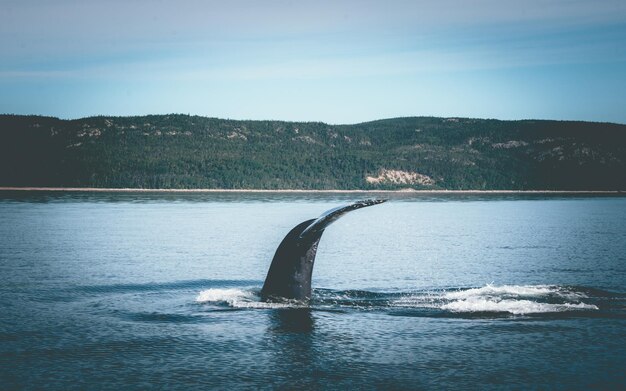 Foto las ballenas de tadoussac