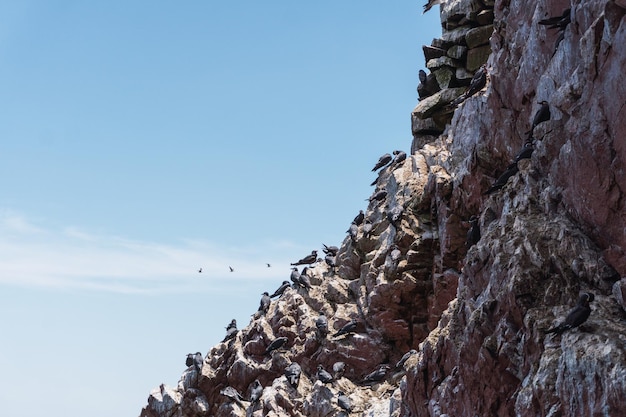 Ballestas-Inseln Paracas Ica Peru