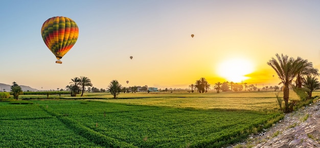 Balões de ar acima do campo verde em luxor ao nascer do sol