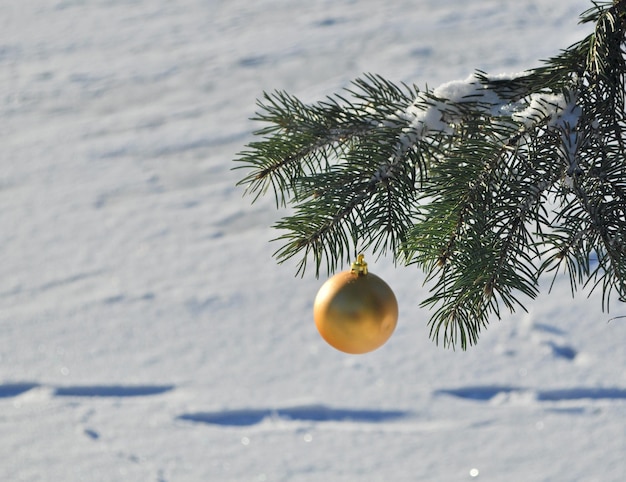 El balón de oro en una rama del árbol de Navidad