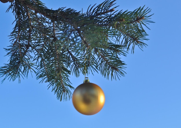 El balón de oro en una rama del árbol de Navidad