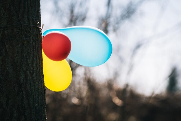 Foto balones en el tronco del árbol