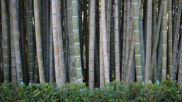 Bamboo close up view