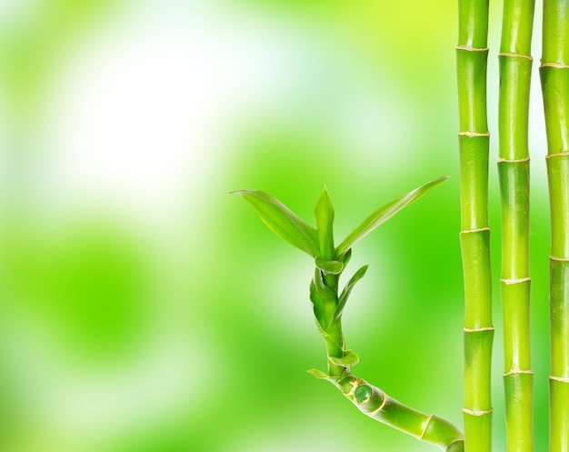 Bamboo