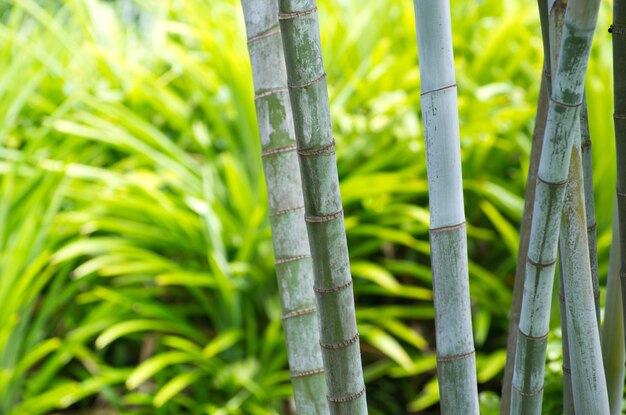 Bamboo