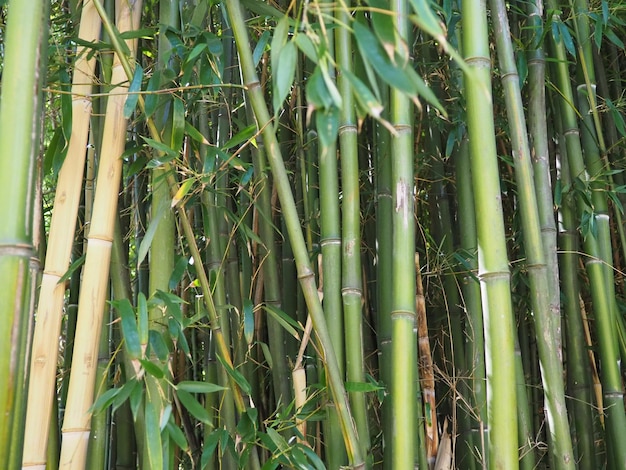 Foto el bambú bambusa es un género de árboles de hoja perenne perennes de la familia poaceae de cereales de la subfamilia bambuseae regiones tropicales y subtropicales de los trópicos húmedos de asia tallos leñosos de paja de bambú