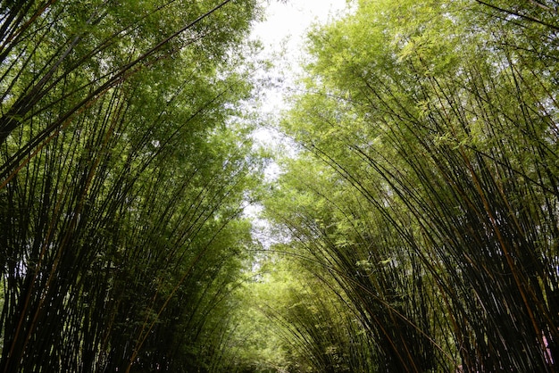 Bambú. Bosque de bambúes. fondo. Espacio para tu texto