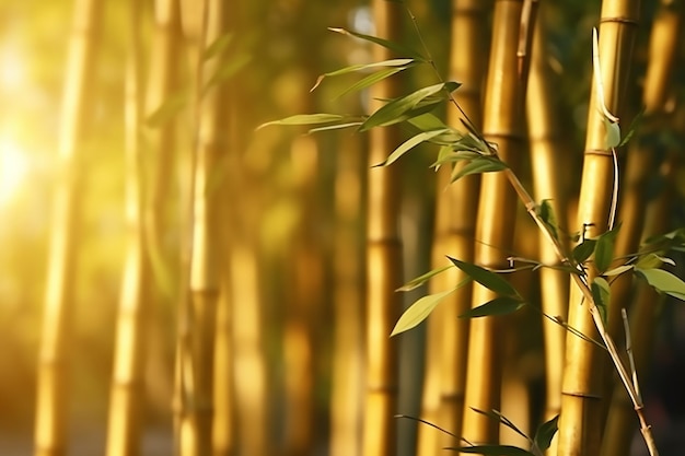 Bambú en un bosque con sol brillando