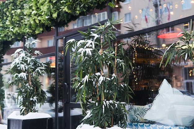 Bambu coberto de neve em frente às portas de um café de rua