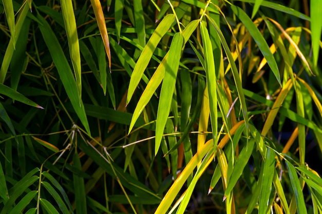 Bambu colorido deixa foco raso para plano de fundo e papel de parede