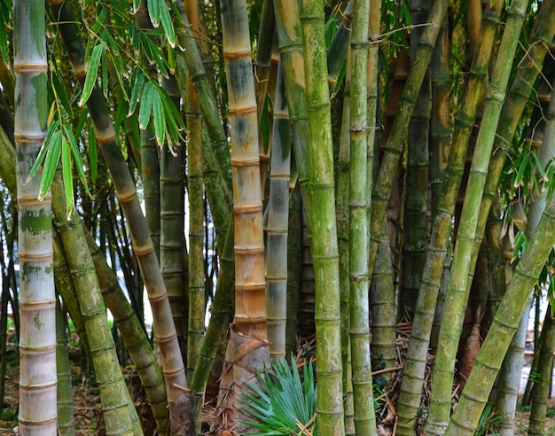 Bambu crescendo no jardim