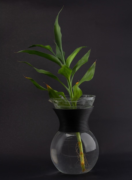 Bambu da sorte em um vaso em um fundo preto