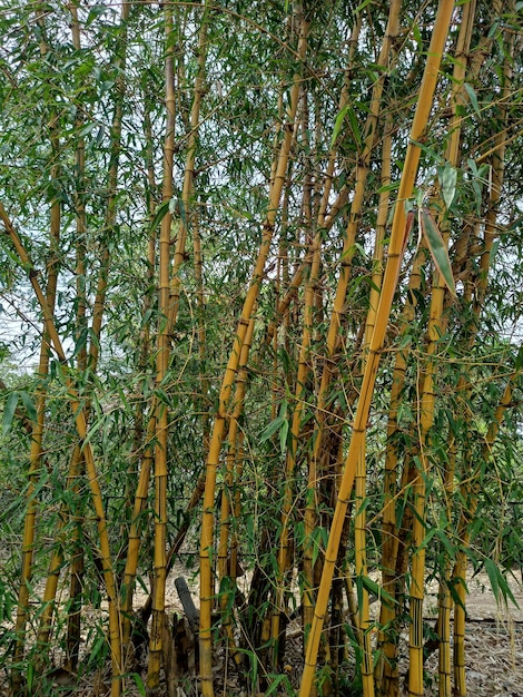 El bambú dorado o nombre científico Bambusa Vulgaris en la naturaleza