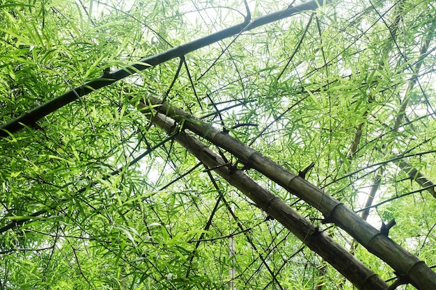 Foto bambu e céu em um lindo dia.