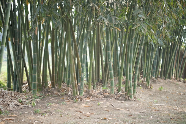 Bambu exuberante de Taiwan em parque florestal