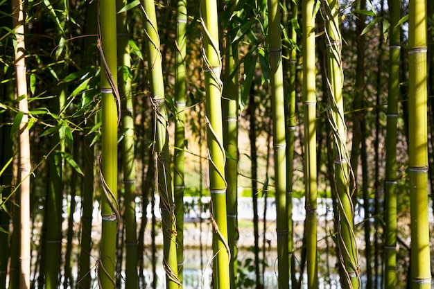 Bambu. Floresta de Bambus. Troncos verdes de um bosque de bambu em um dia de verão