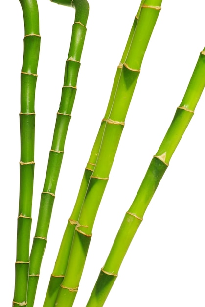 Bambu isolado em um fundo branco