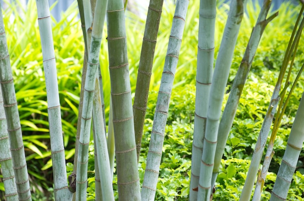 Bambu isolado em um verde